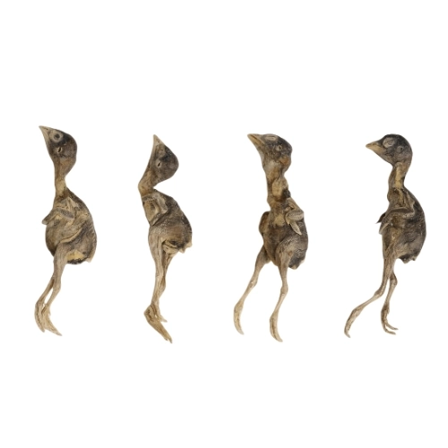 Freeze-Dried Quail