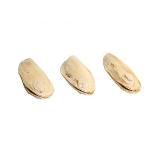 Freeze-Dried Mussels