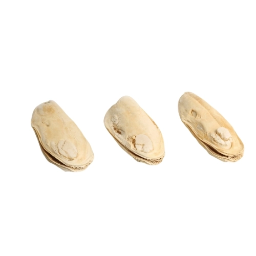 Freeze-Dried Mussels