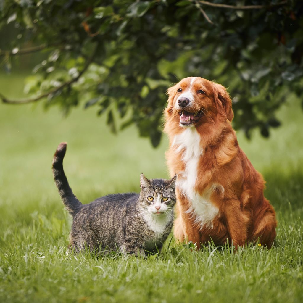 curvet pet curvet pet
